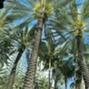 Meet your Posher, Aiellane